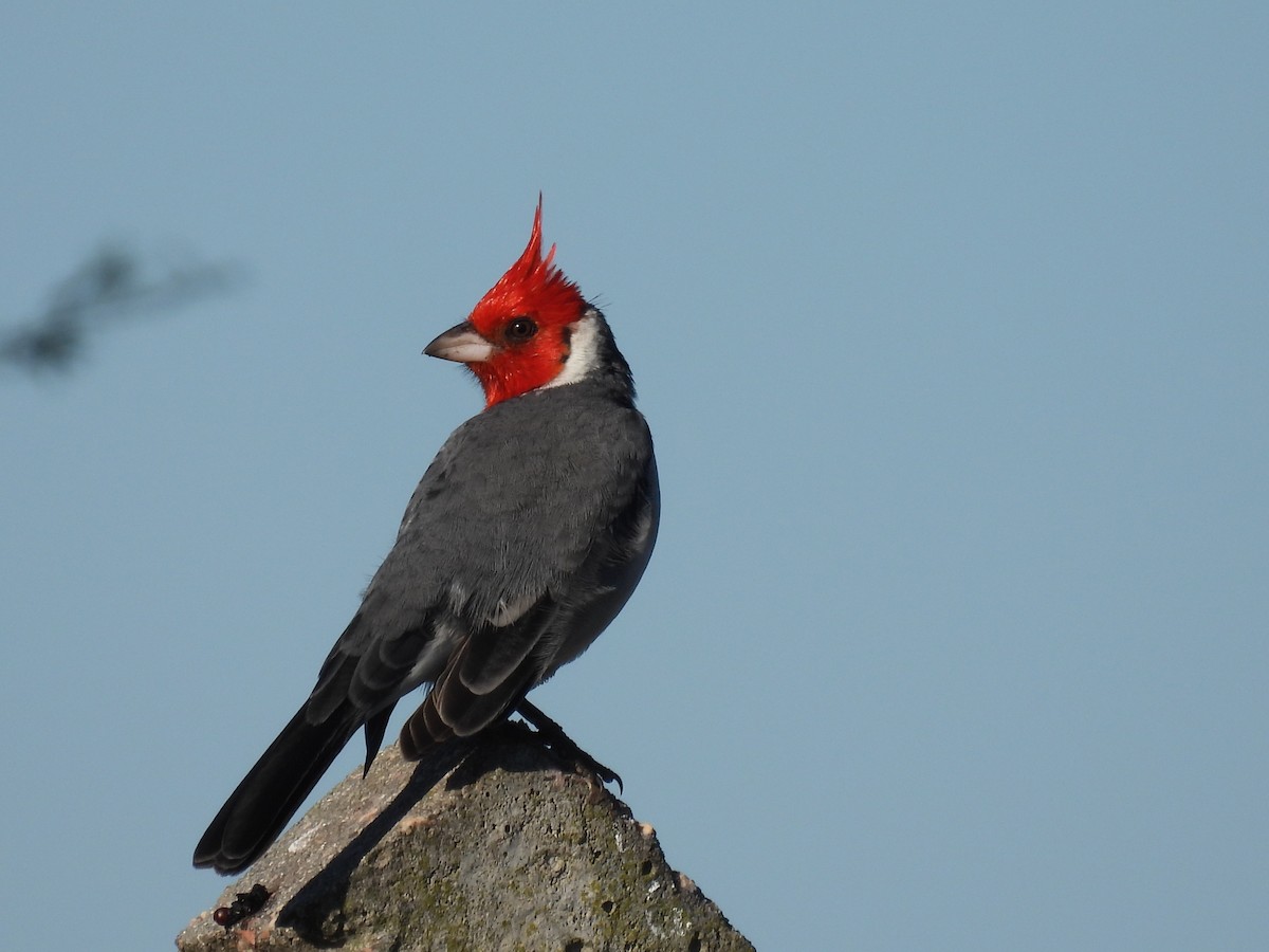 Red-crested Cardinal - ML635589144