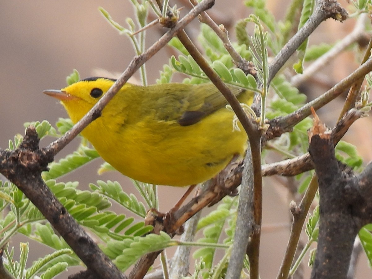 Wilson's Warbler - ML635589151