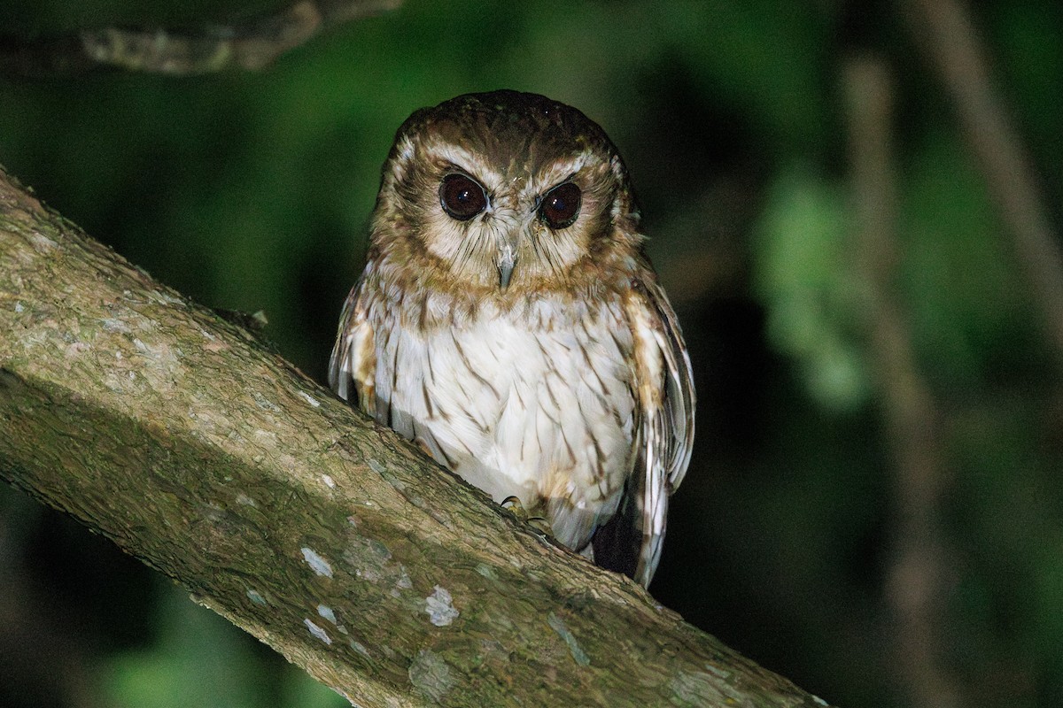 Кубинская совка - ML635589188