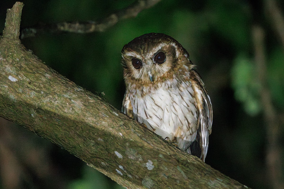 Кубинская совка - ML635589190