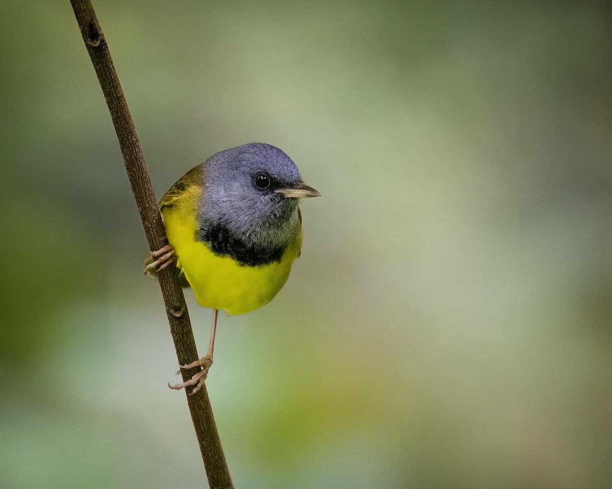 Mourning Warbler - ML635589225