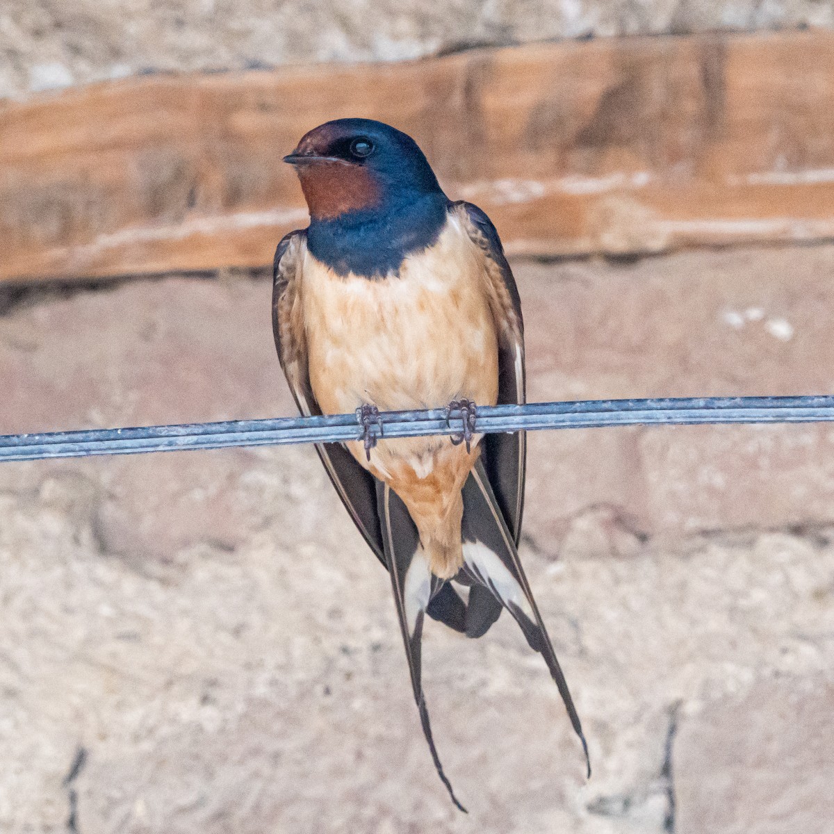Barn Swallow - ML635589226