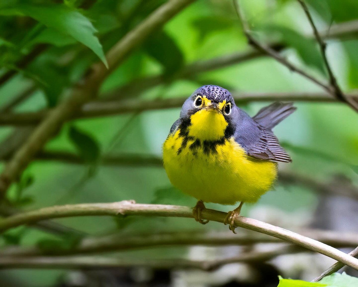 Canada Warbler - ML635589247