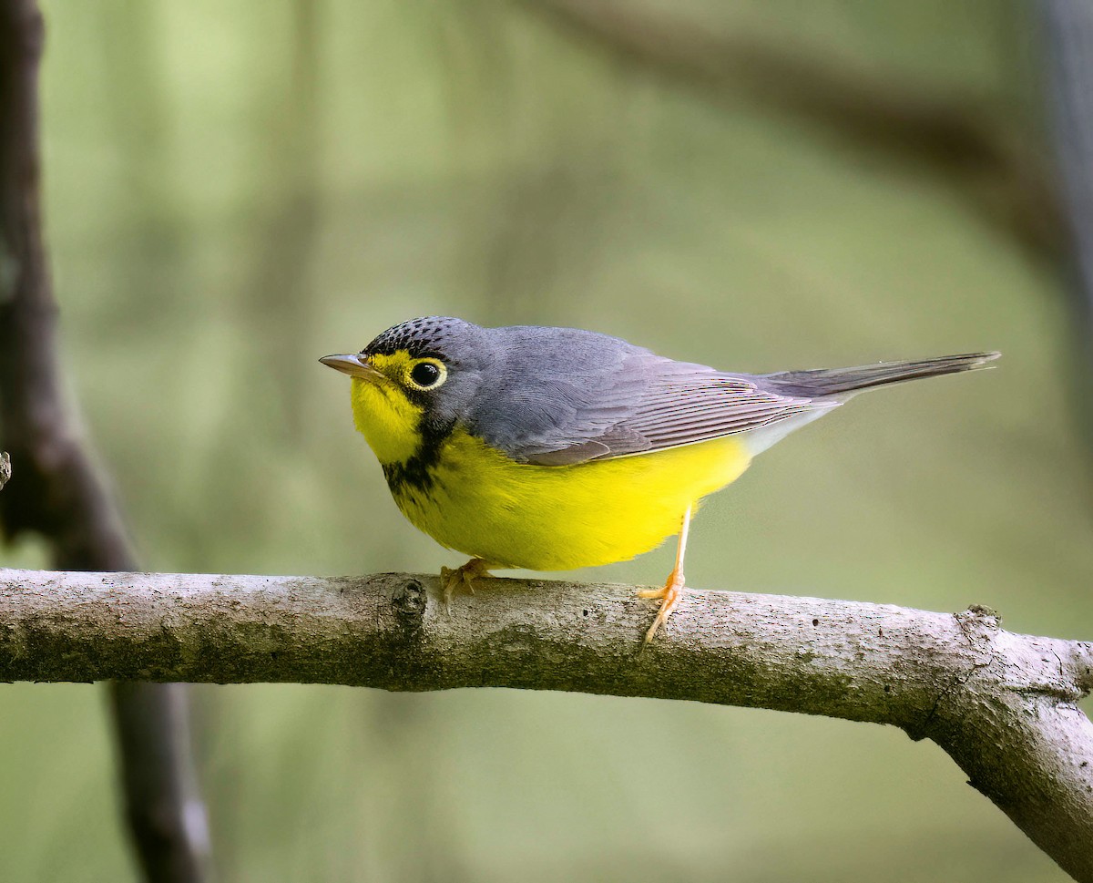 Canada Warbler - ML635589248