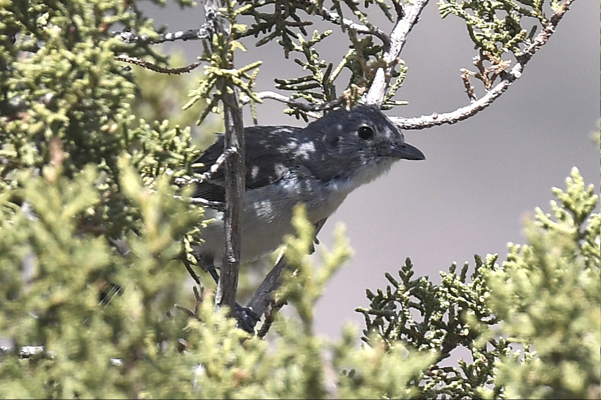 Gray Vireo - ML635589249