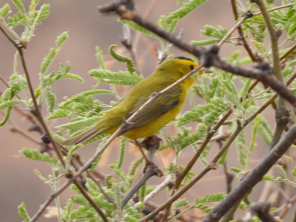 Wilson's Warbler - ML635589273