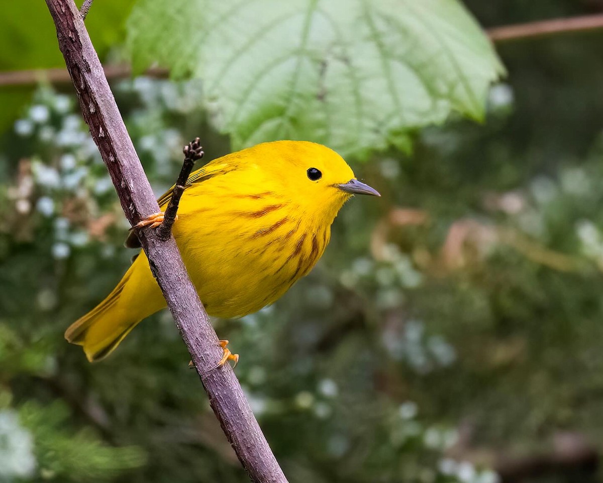 Northern Yellow Warbler - ML635589284