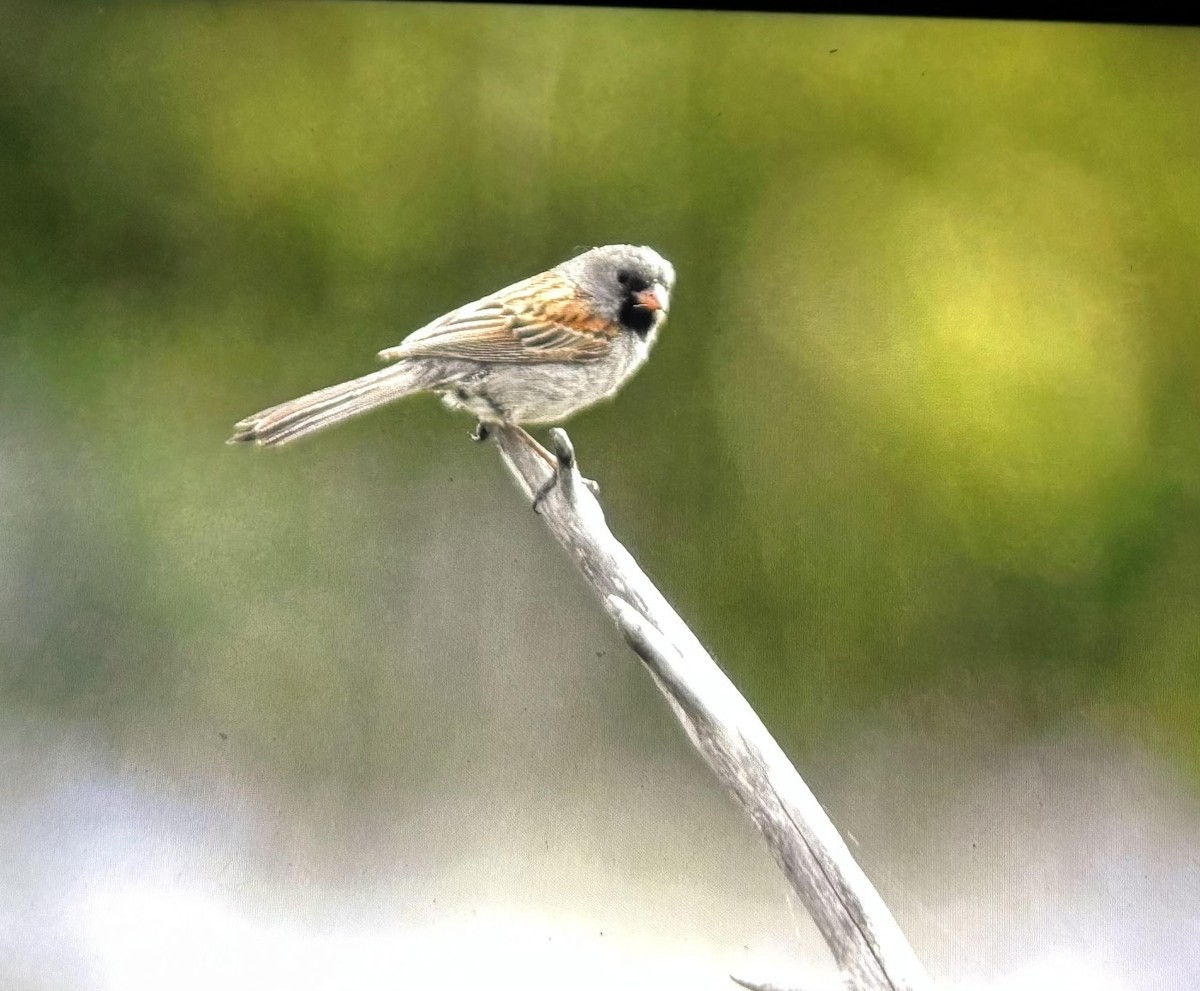 Black-chinned Sparrow - ML635589309