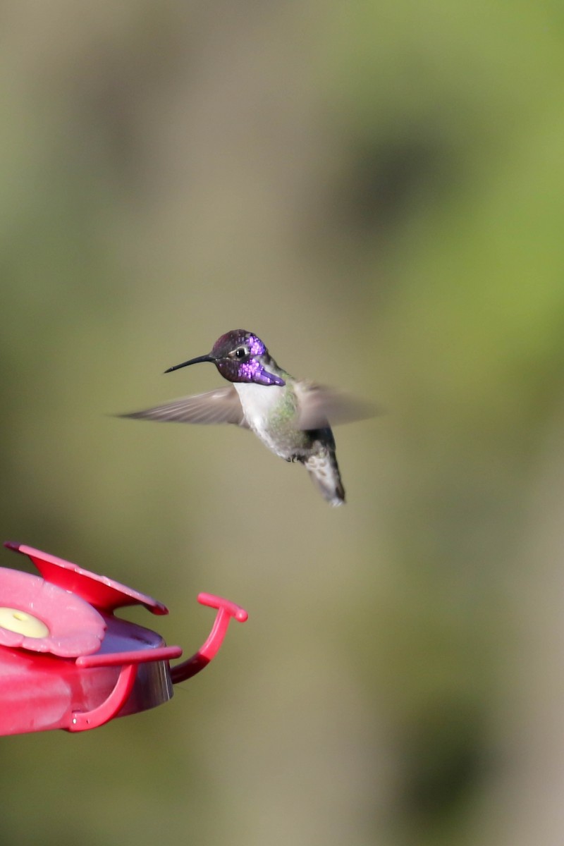 Costa's Hummingbird - ML635589350