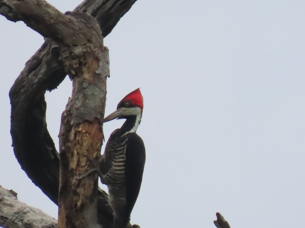 Crimson-crested Woodpecker - ML635589373