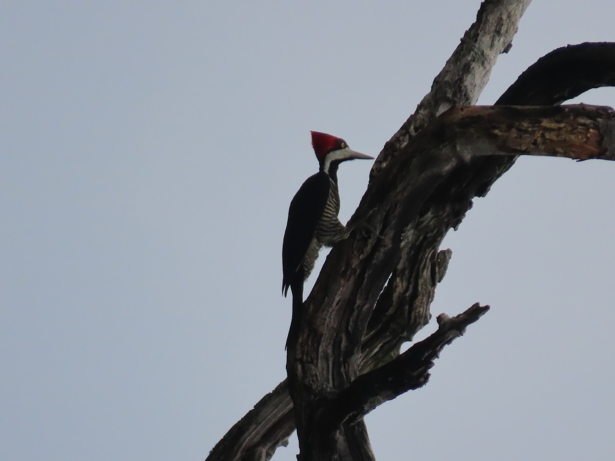 Crimson-crested Woodpecker - ML635589375