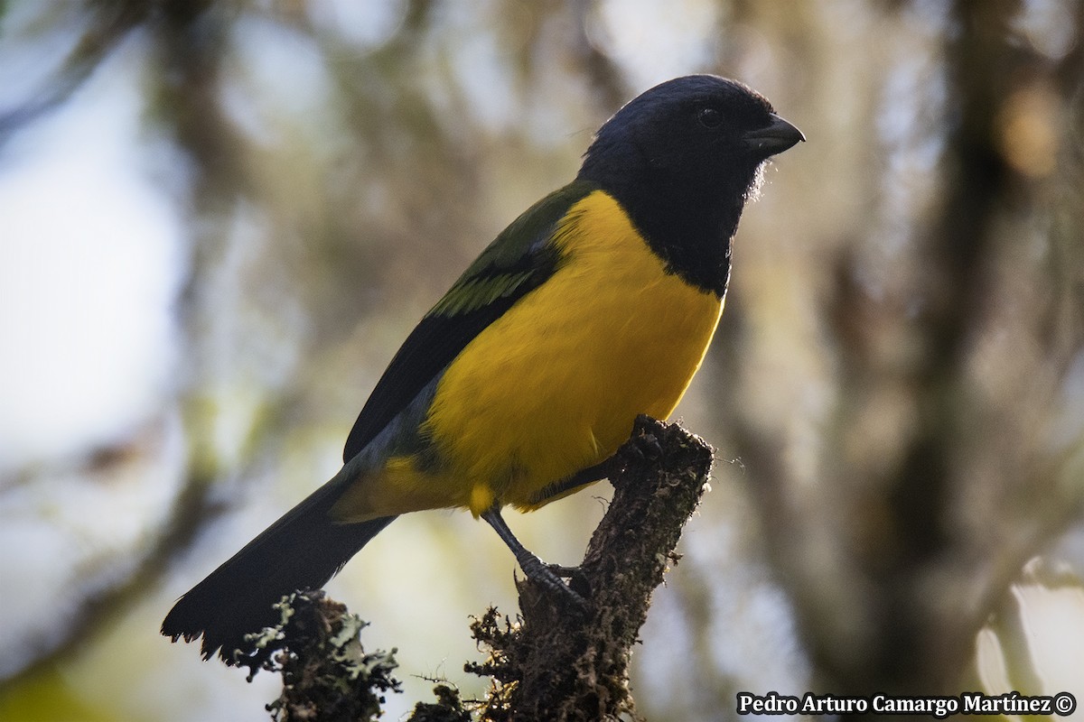Black-chested Mountain Tanager - ML635589438
