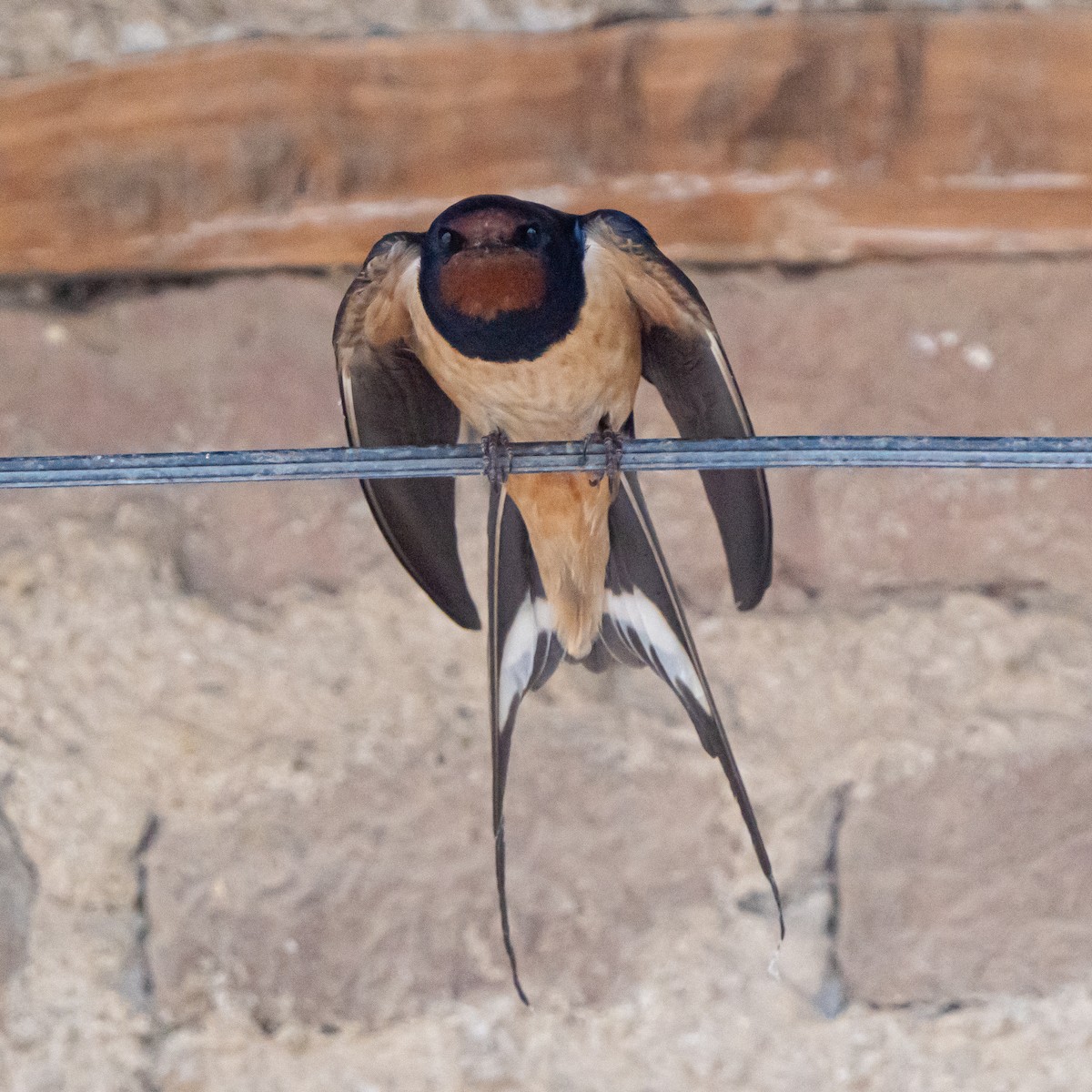 Barn Swallow - ML635589457