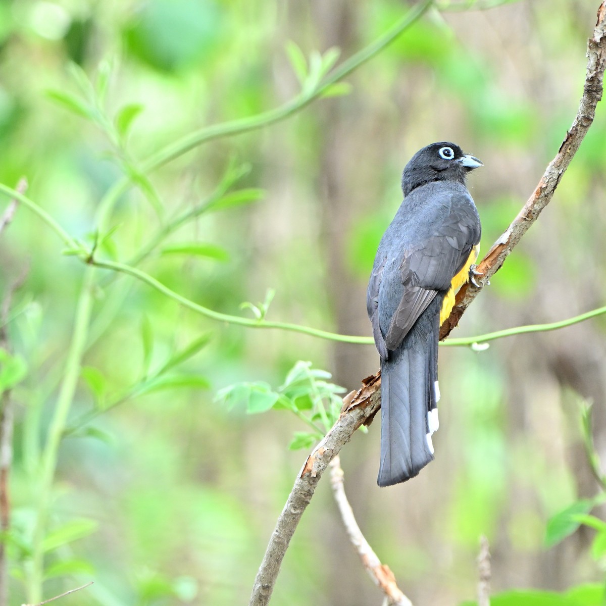 Black-headed Trogon - ML635589468