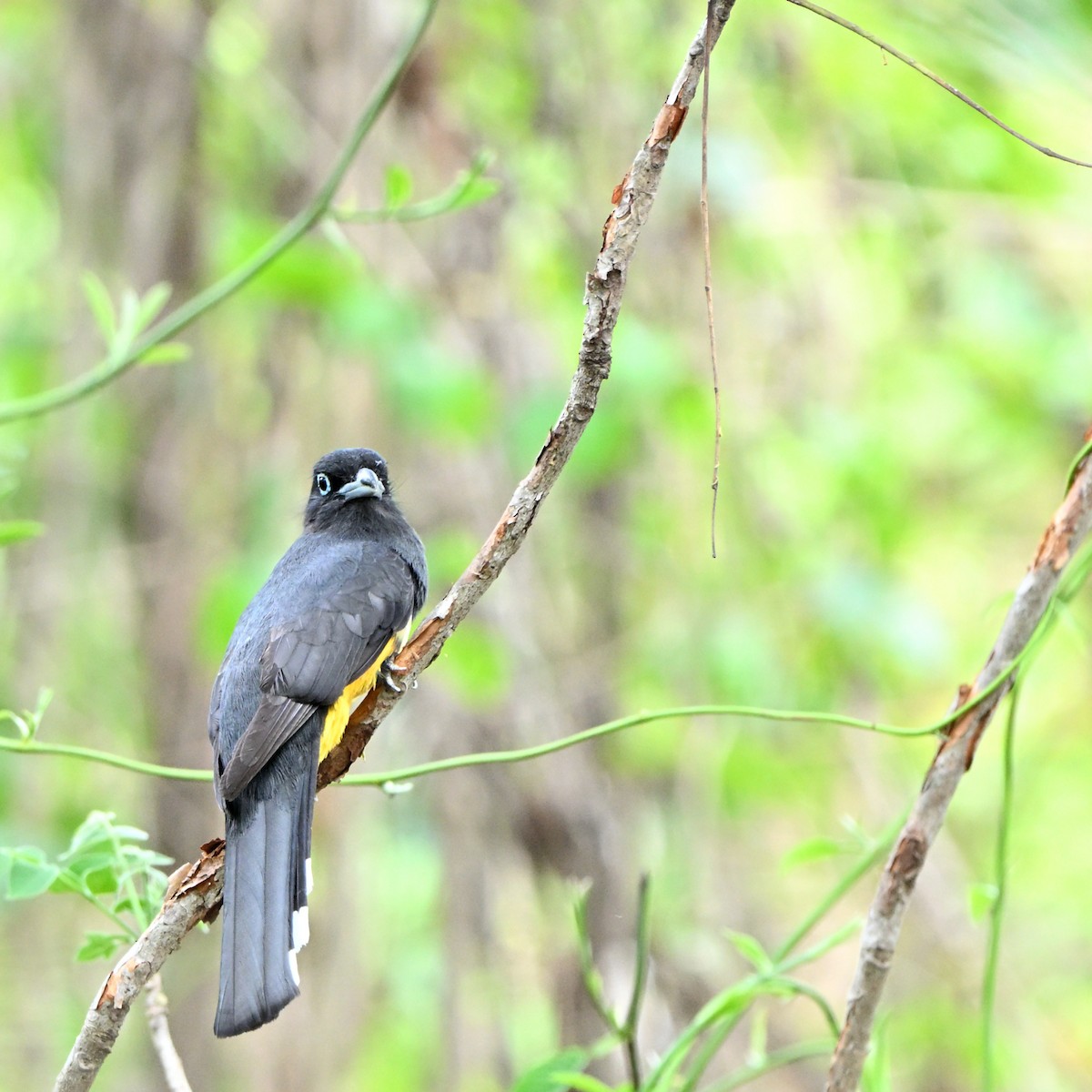 Black-headed Trogon - ML635589469