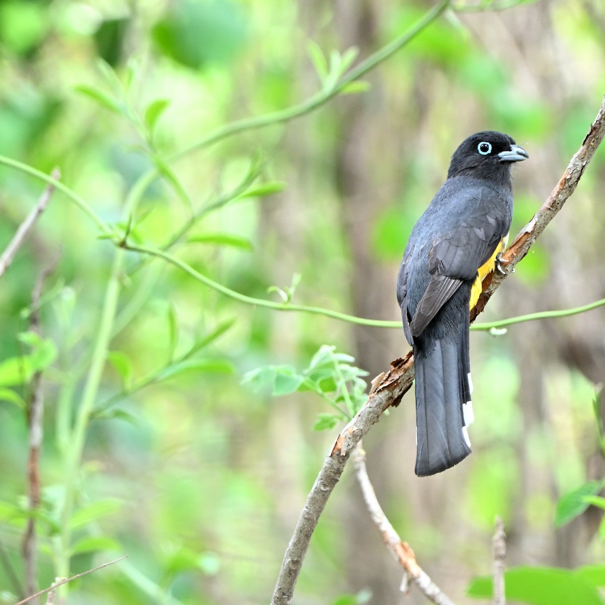 Black-headed Trogon - ML635589470