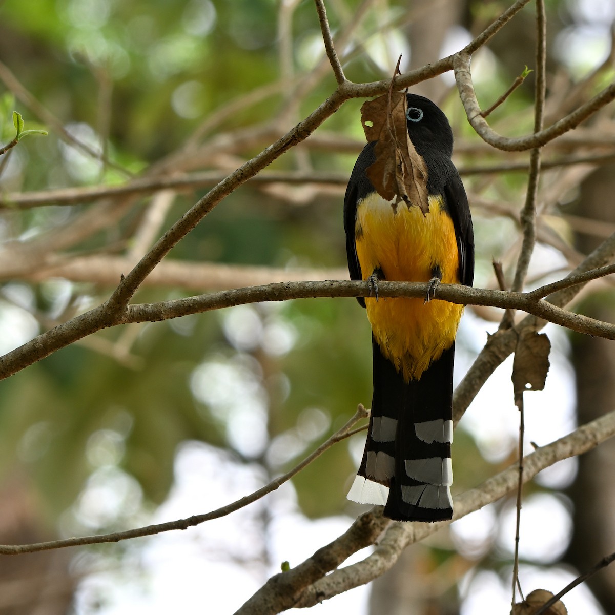 Black-headed Trogon - ML635589472