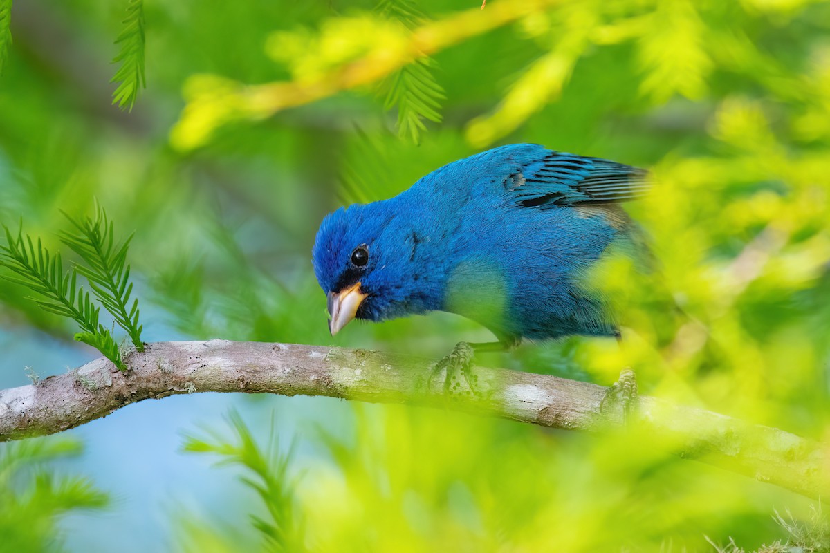 Indigo Bunting - ML635589496