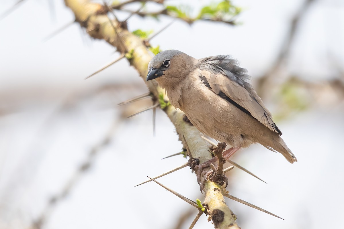 Gray-capped Social-Weaver - ML635589539