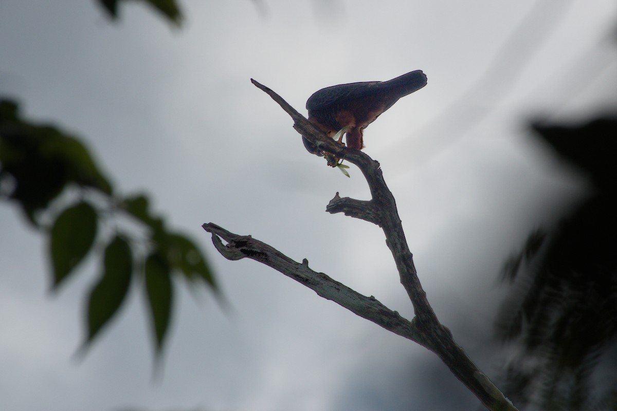 Bat Falcon - ML635589549