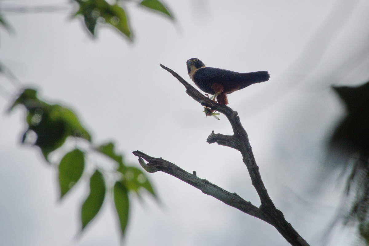 Bat Falcon - ML635589550
