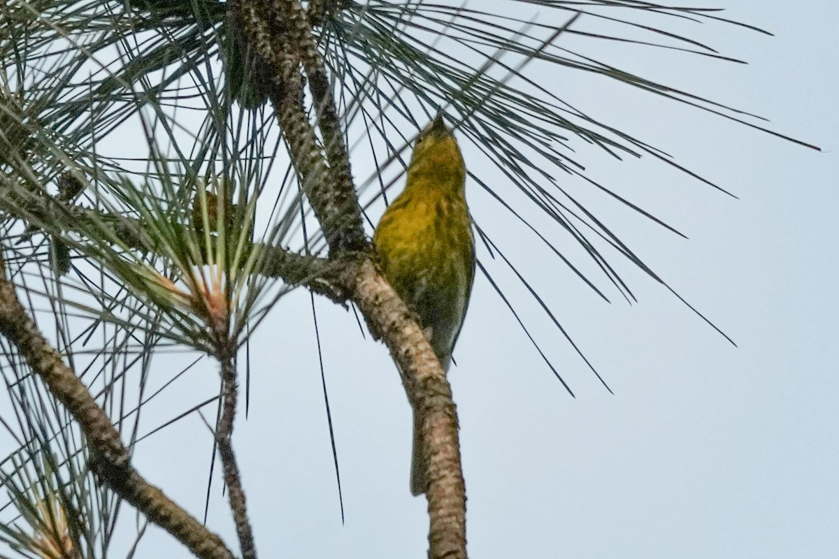 Pine Warbler - ML635589569