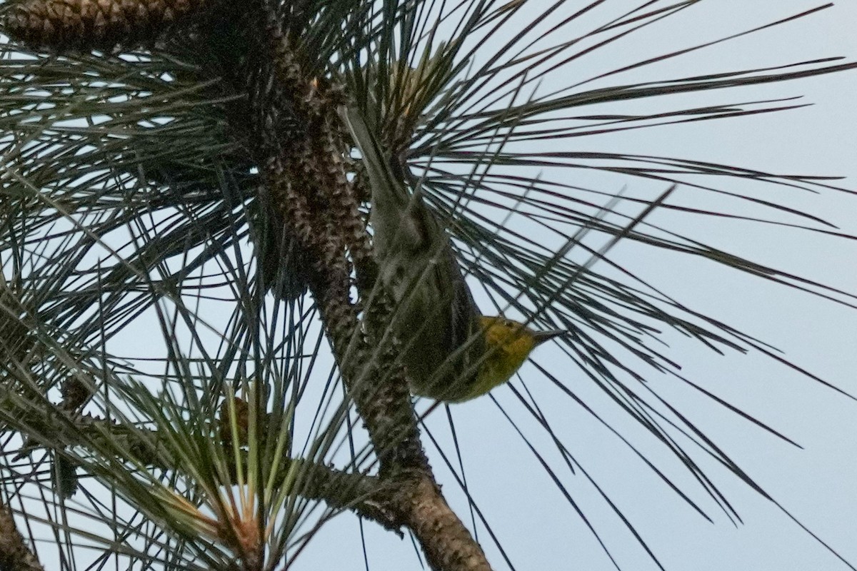 Pine Warbler - ML635589570