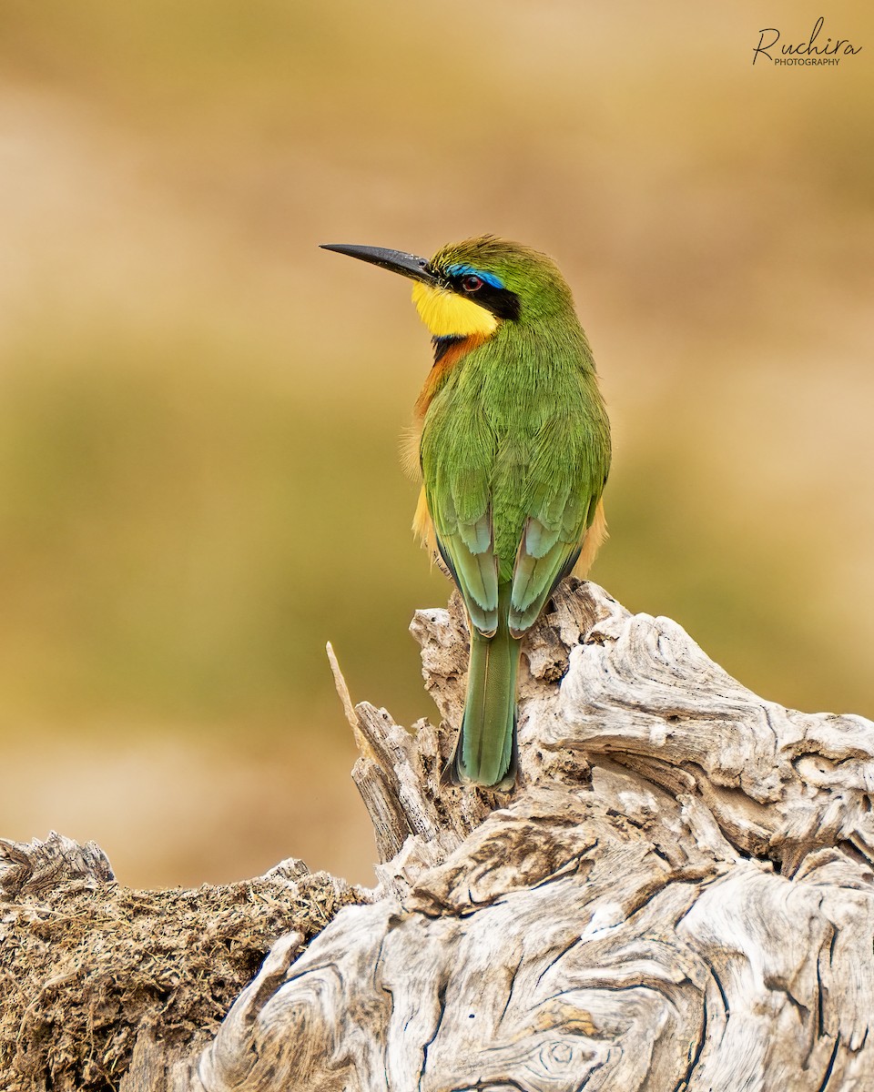 Little Bee-eater - ML635589678