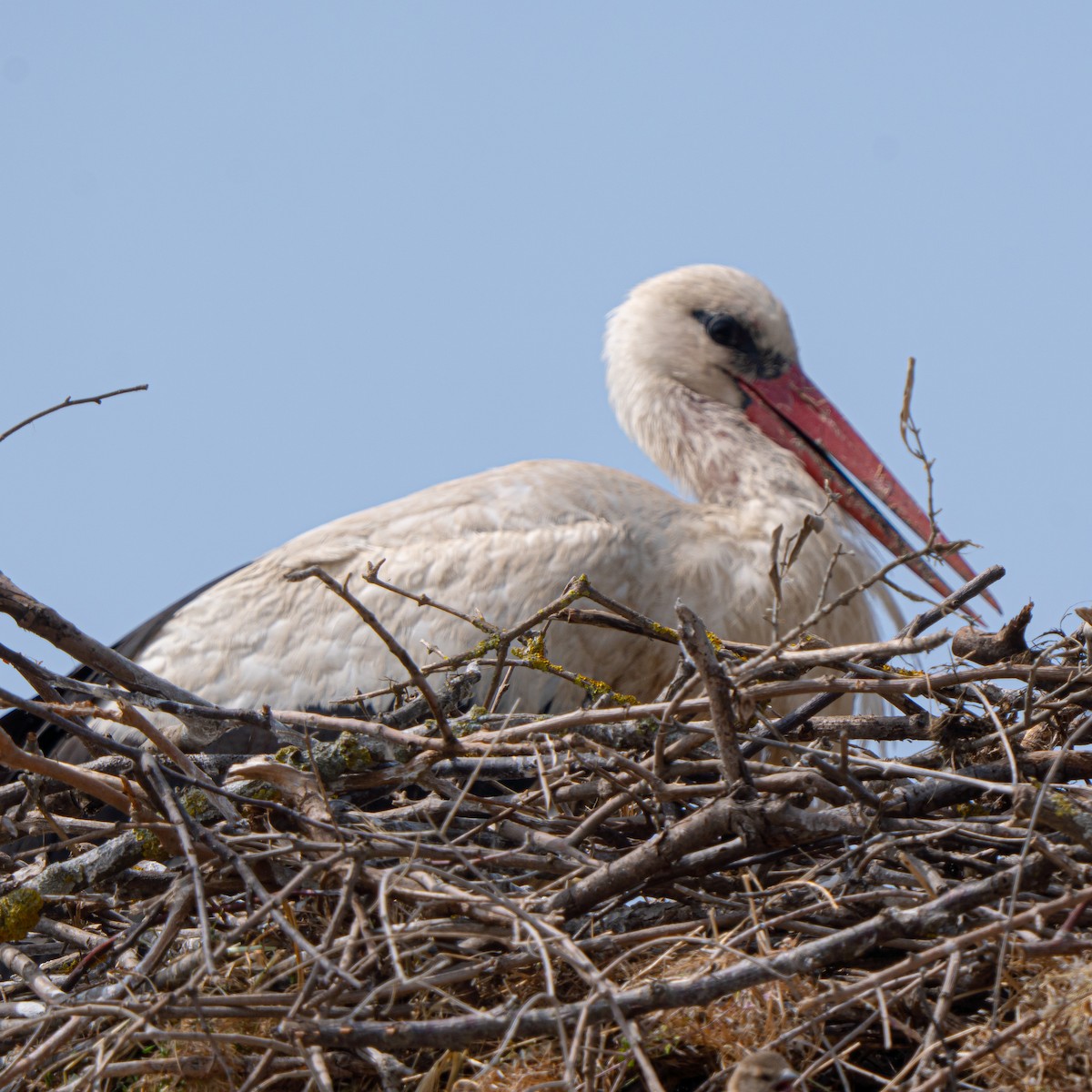 White Stork - ML635589696