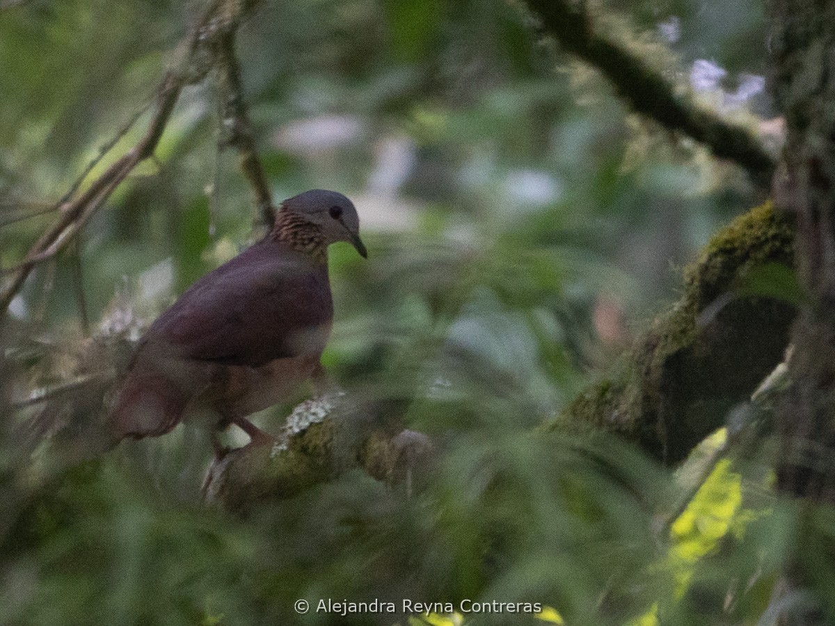 White-faced Quail-Dove - ML635589804