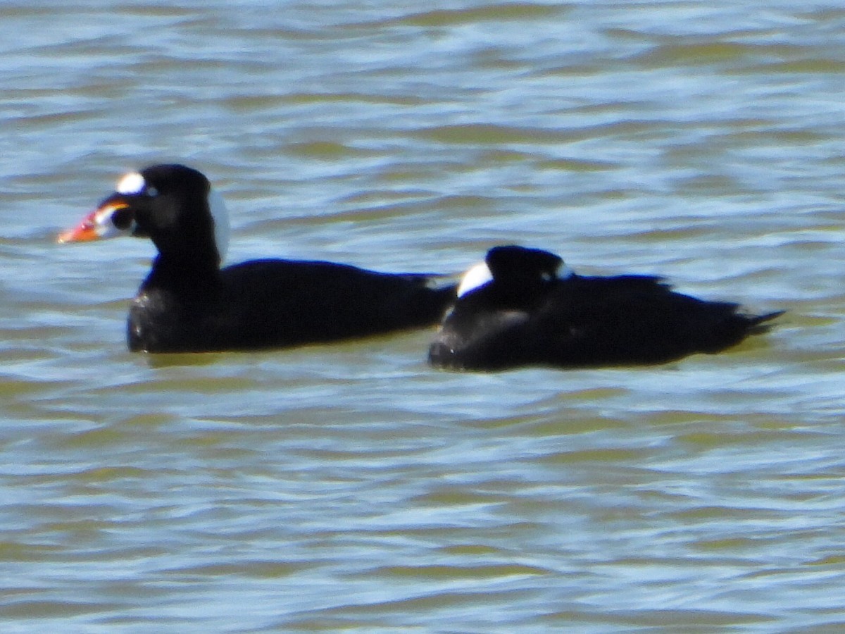 Surf Scoter - ML635589830