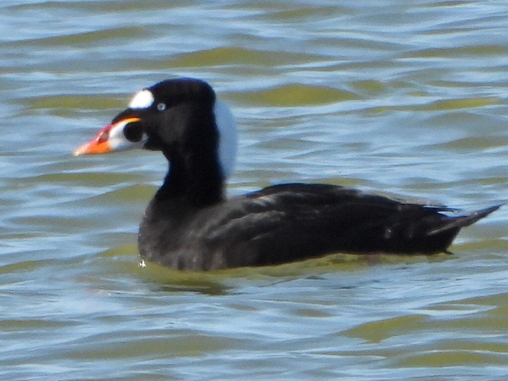 Surf Scoter - ML635589837
