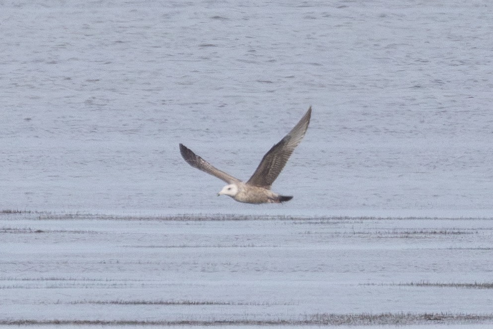 Американская чайка - ML635589852