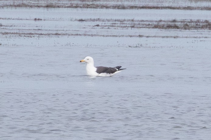 Клуша - ML635589853