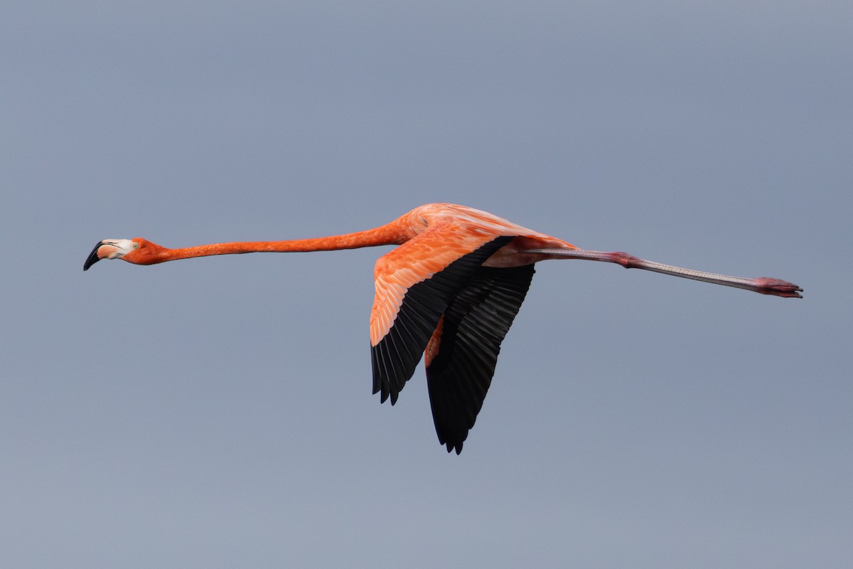 Красный фламинго - ML635589863