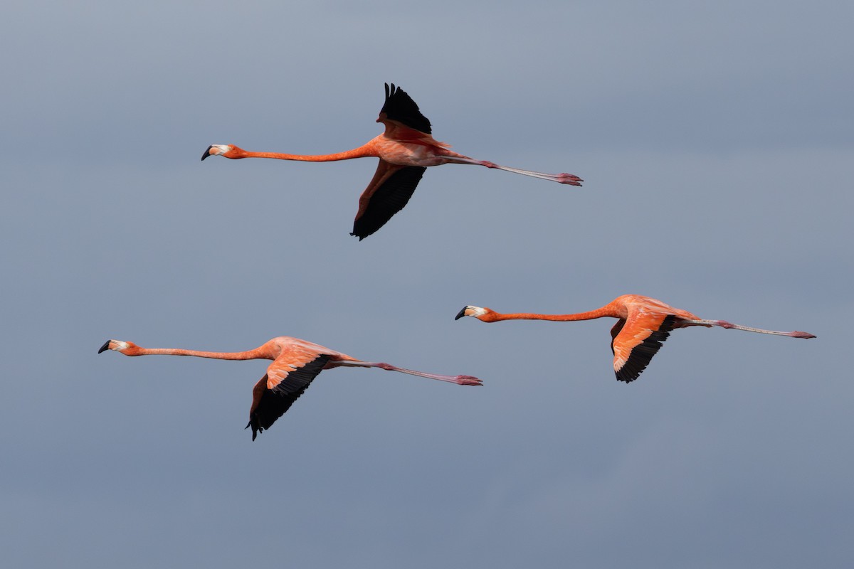 Красный фламинго - ML635589866