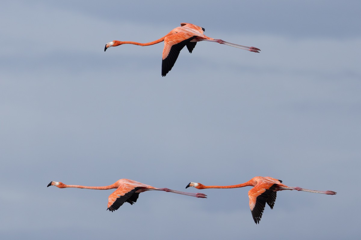 Красный фламинго - ML635589870