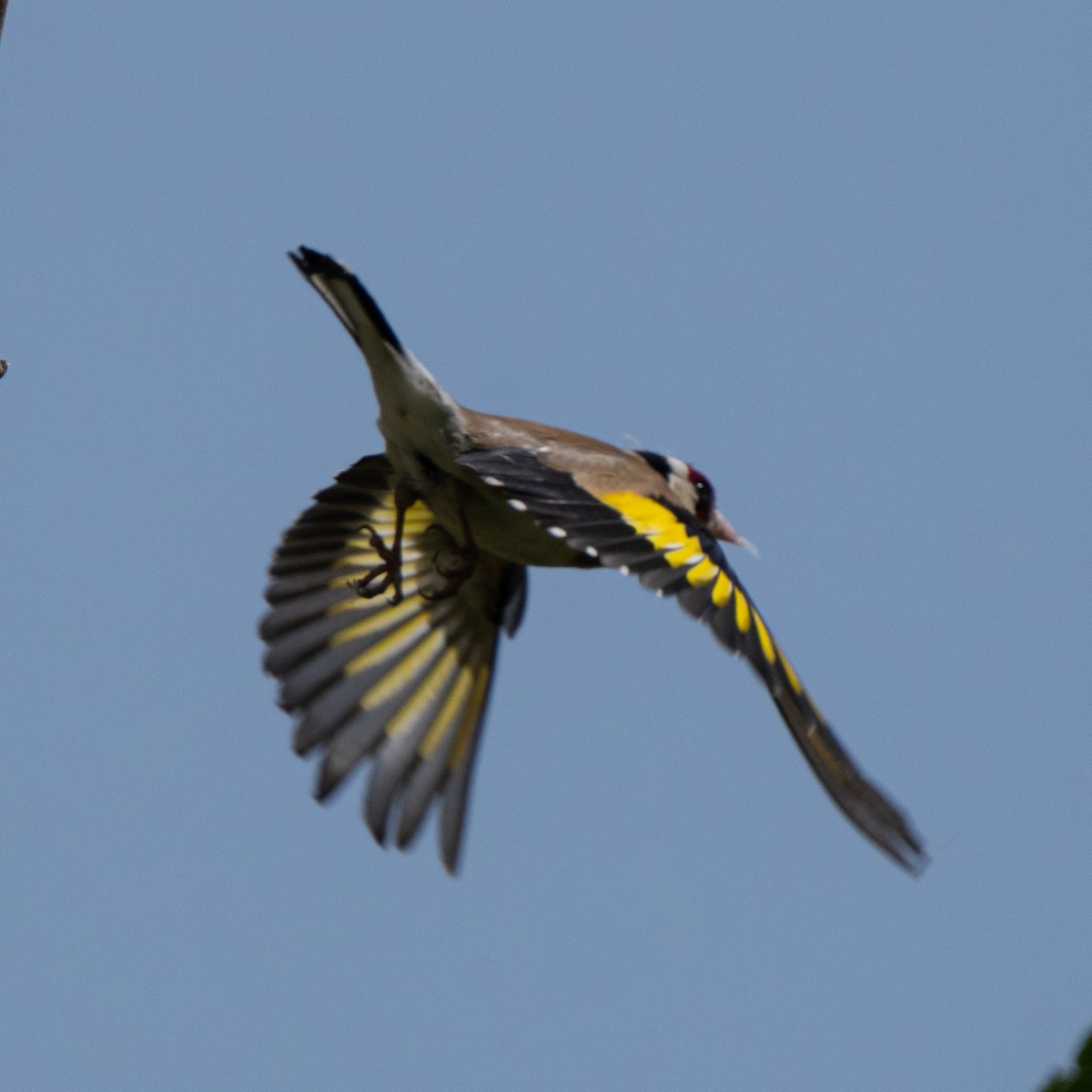 European Goldfinch - ML635589872