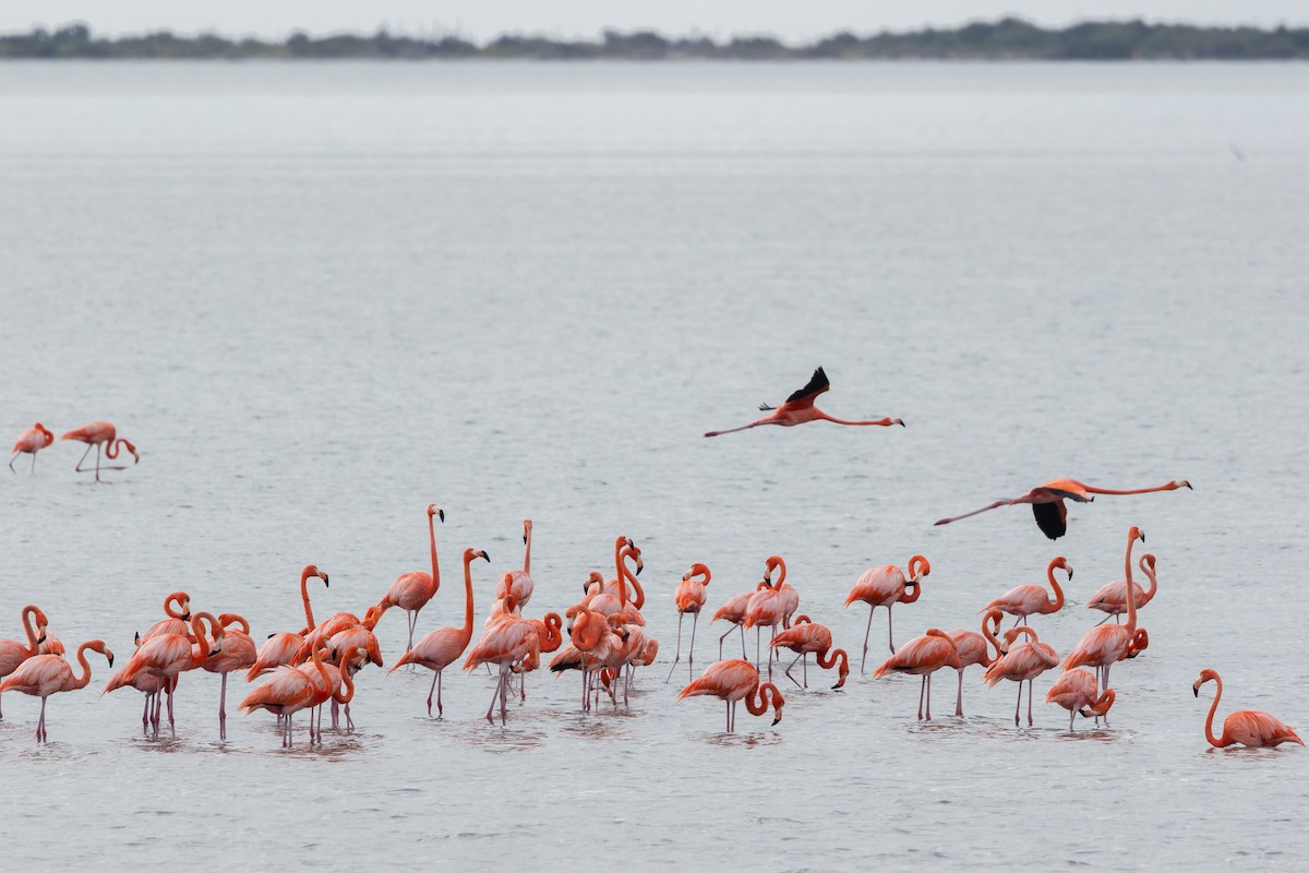 Красный фламинго - ML635589874