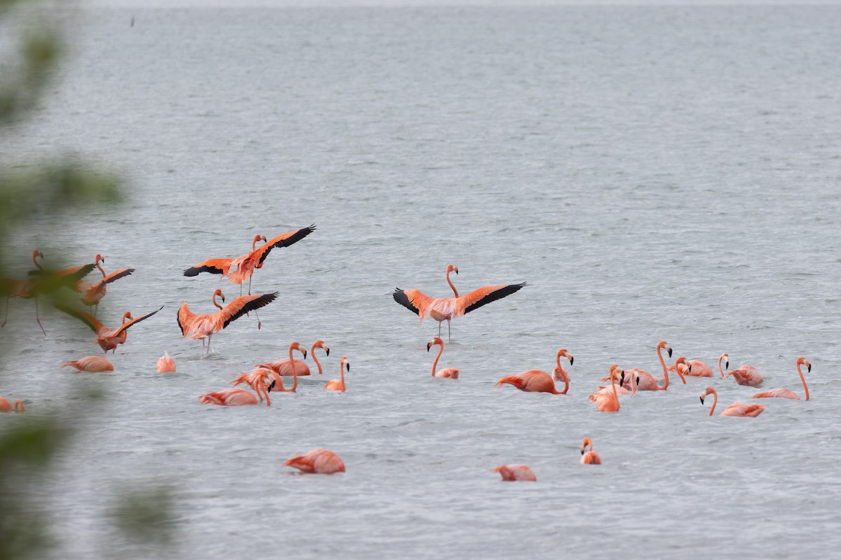 Красный фламинго - ML635589877