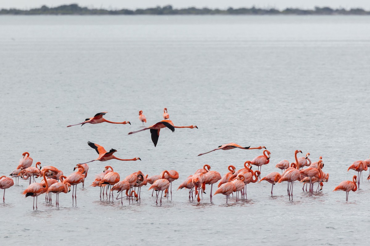 Красный фламинго - ML635589884