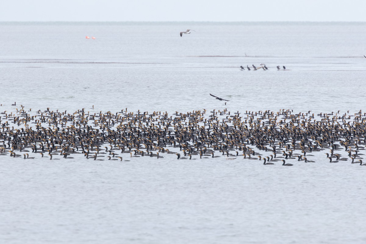 Double-crested Cormorant - ML635589906