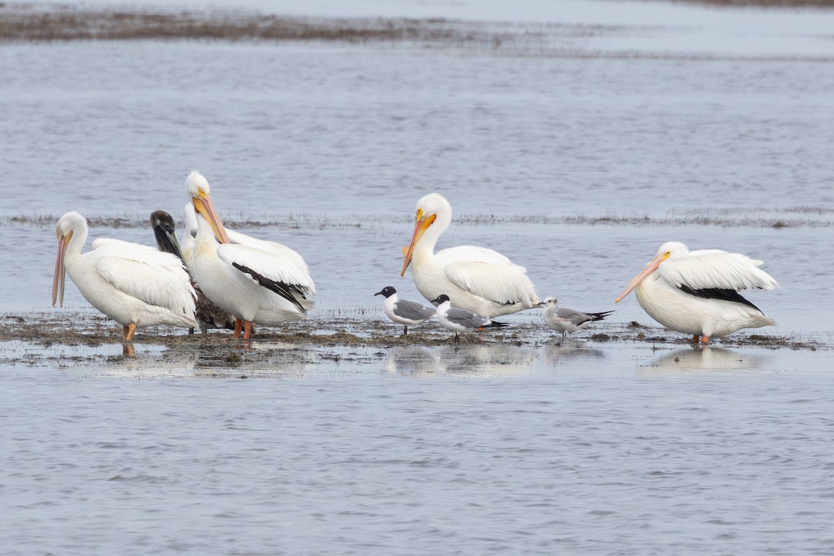 Пеликан-носорог - ML635589915
