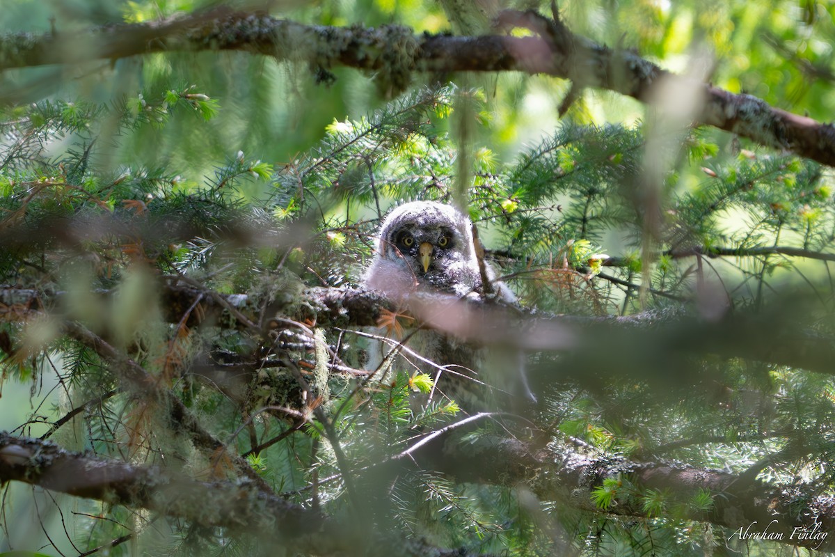 Great Gray Owl - ML635589984