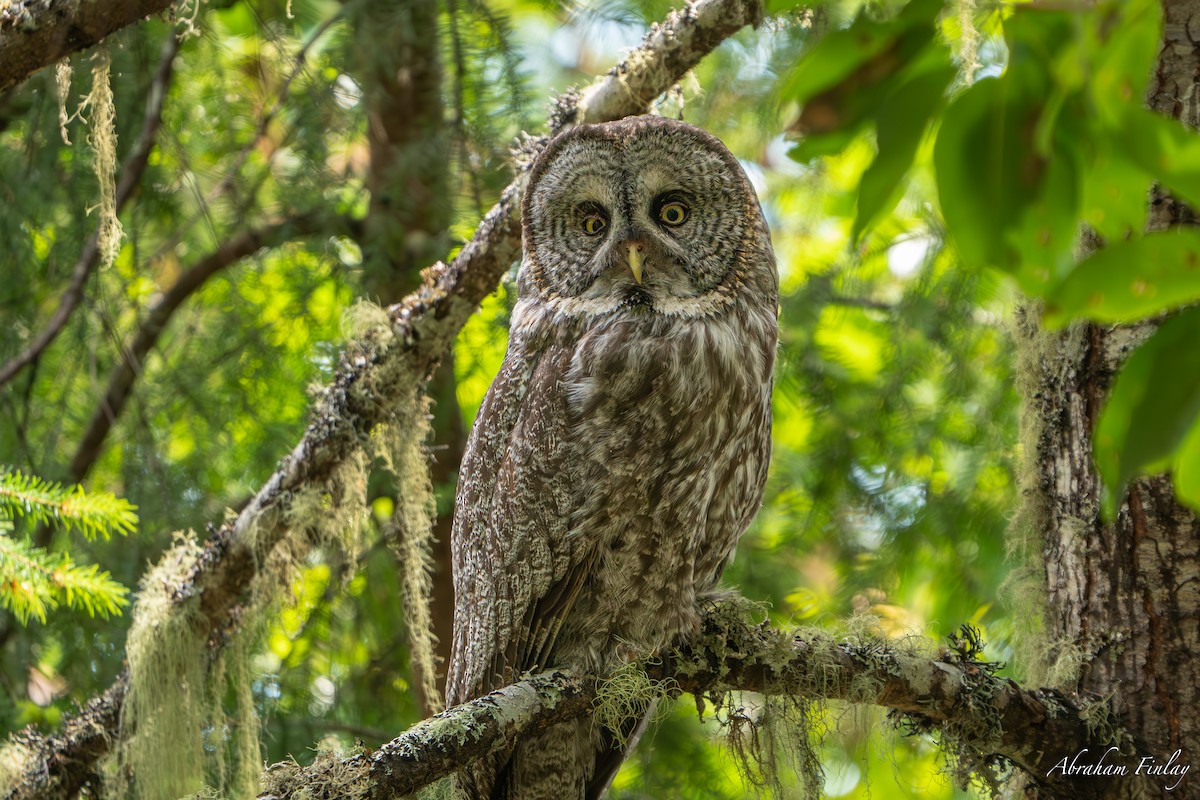 Great Gray Owl - ML635589985