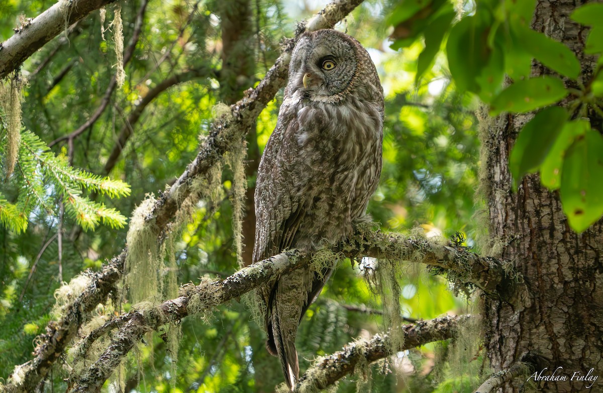 Great Gray Owl - ML635589986