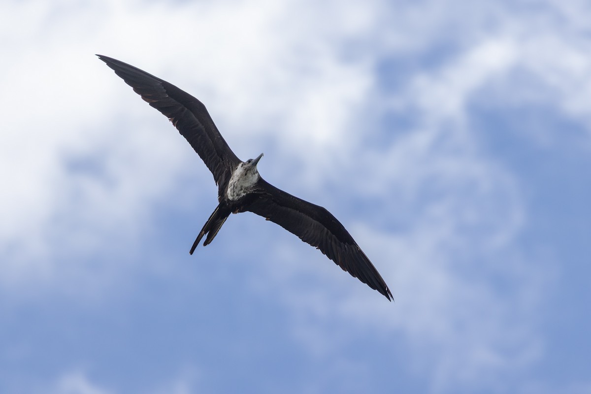 Великолепный фрегат - ML635590021