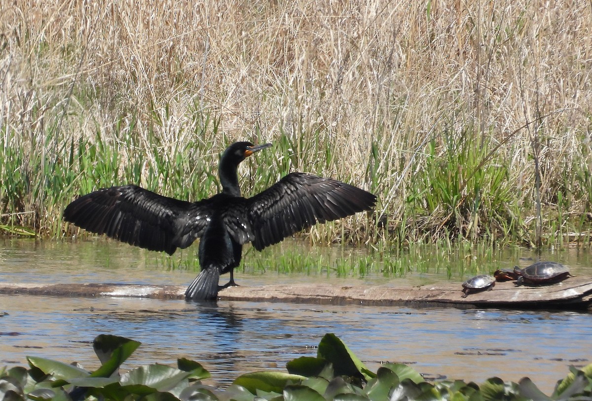 Double-crested Cormorant - ML635590086