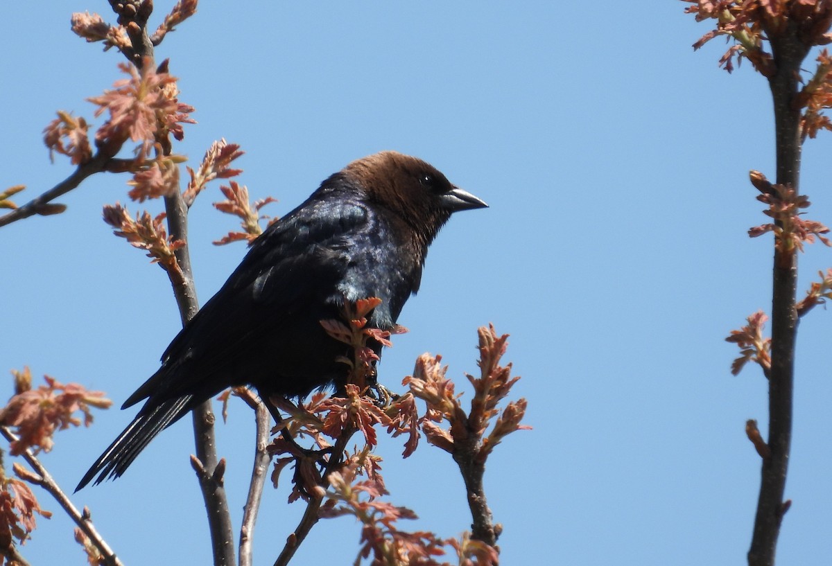 Brown-headed Cowbird - ML635590129