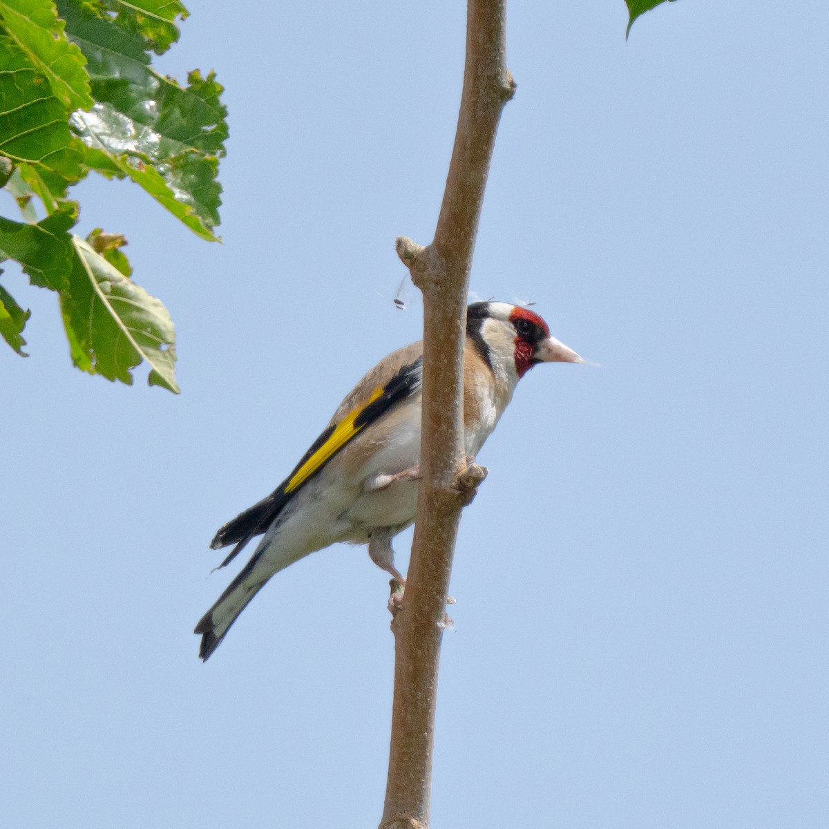 European Goldfinch - ML635590261